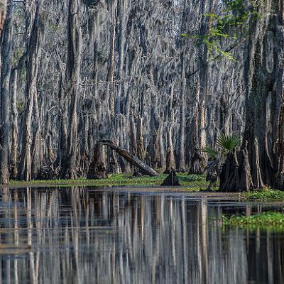 The bayou