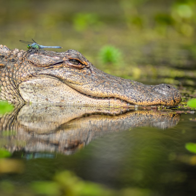 alligator, alligator photography