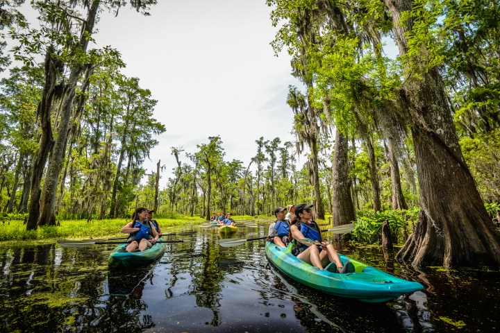 kayakers in a swamp