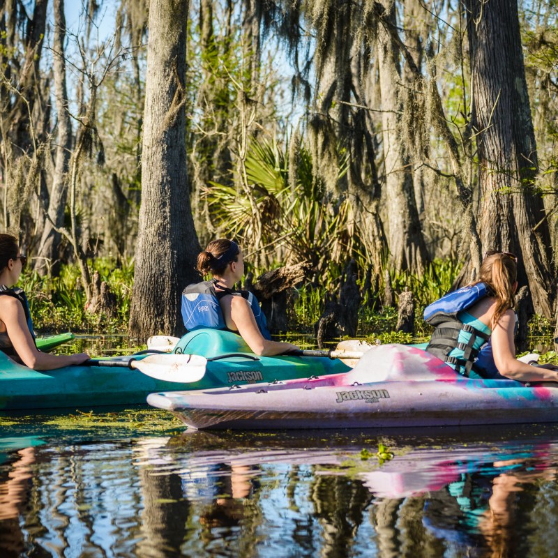 kayak alligator swamp swamp tour