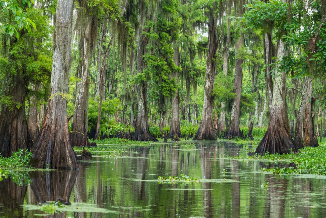 Wild Louisiana Tours | New Orleans Swamp Kayak Tours