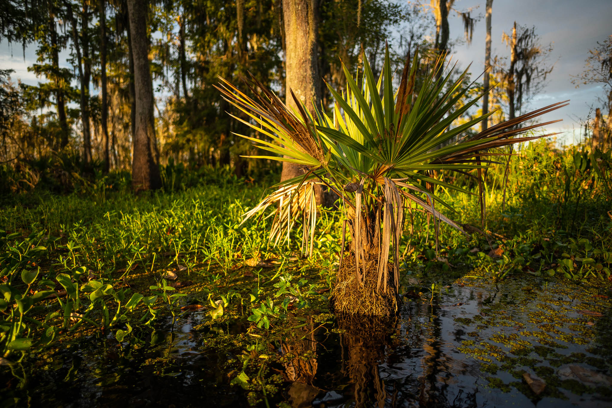 kayak, kayak tour, kayak tour new orleans, kayaking new orleans, kayak swamp tour