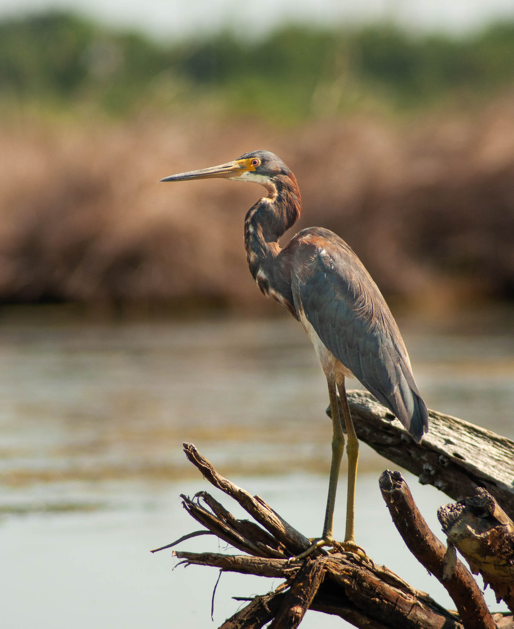 birding louisiana, birding new orleans, birds new orleans, new , new orleans, kayak, kayak tours, kayak swamp tours, kayaking new orleans, new orleans kayak tours